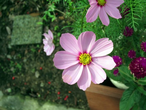 f:id:mmpolo:20151024064827j:image