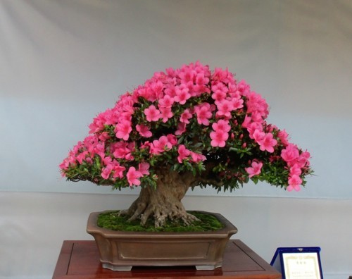 f:id:mmpolo:20180527122002j:image