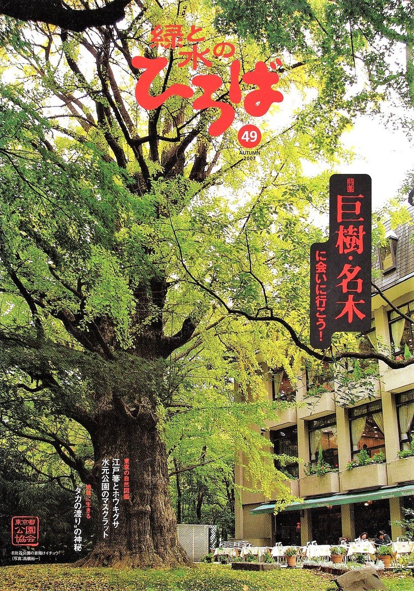 【稀少レア１点物】巨木★巨大樹木★自然派ナチュラル系、生け花【関東圏内送料無料】 大六のケヤキ #自然 #巨木 #巨樹 #自然が好き #自然が好きな人と