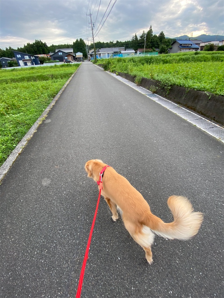 f:id:mmsand:20210725195931j:image