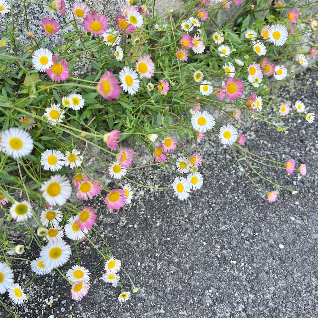 f:id:mmsmstmt0505:20250309100814j:image