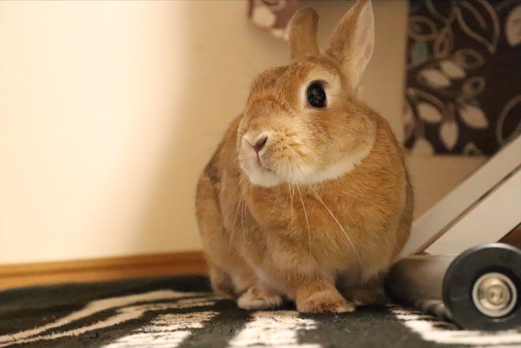 f:id:mmt_ntm:20201226134722j:image