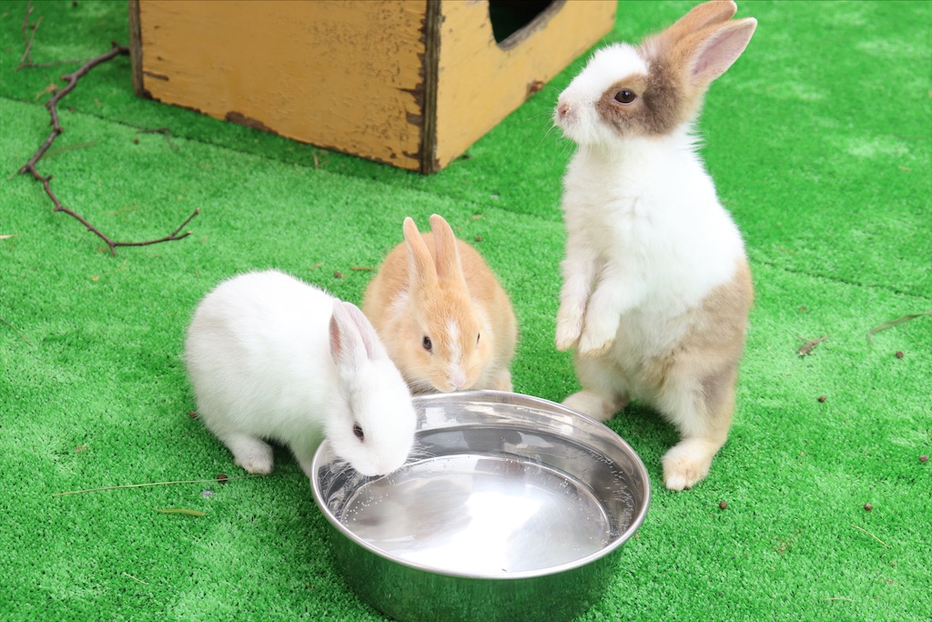 f:id:mmt_ntm:20210201235049j:image