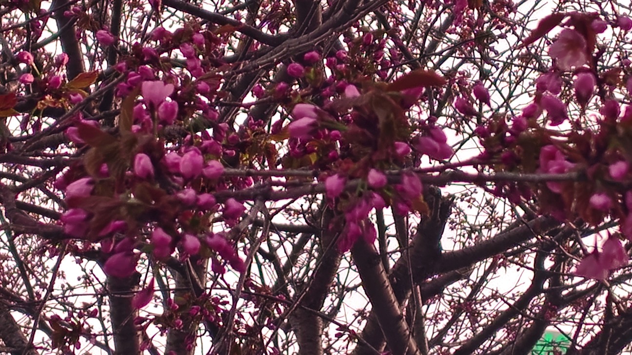 f:id:mmumummu:20260513005030j:image