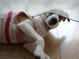 f:id:mmxxx:20090628114827j:image
