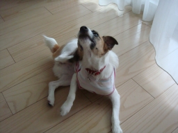 f:id:mmxxx:20090628114958j:image