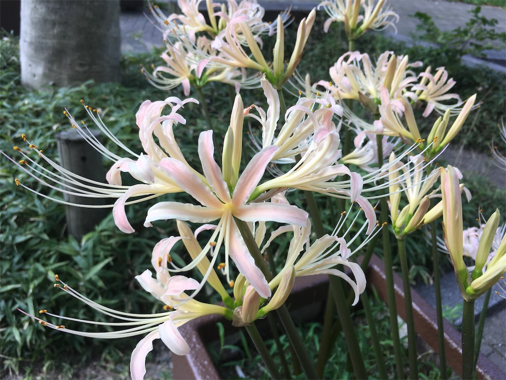 f:id:mmymmymmy315:20190919170047j:image