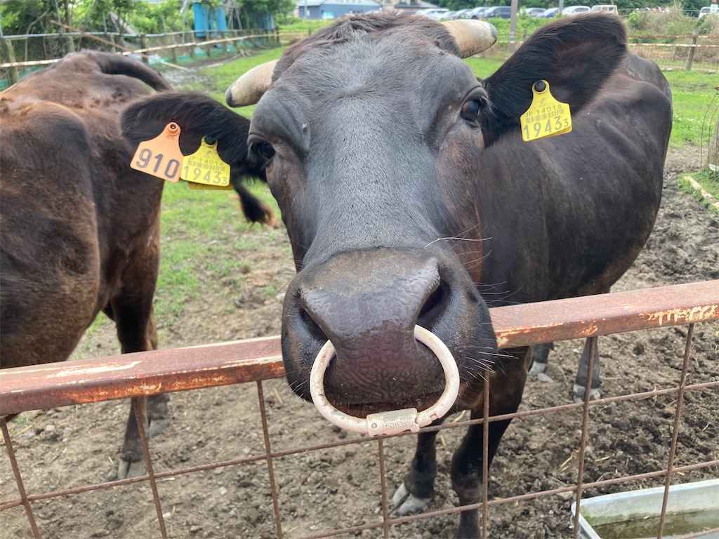 f:id:mmymmymmy315:20200622143221j:image