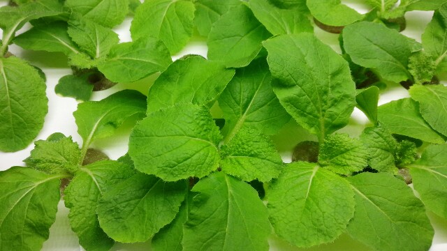 f:id:mmyyu:20180917200856j:plain f:id:mmyyu:20180917200856j:plain