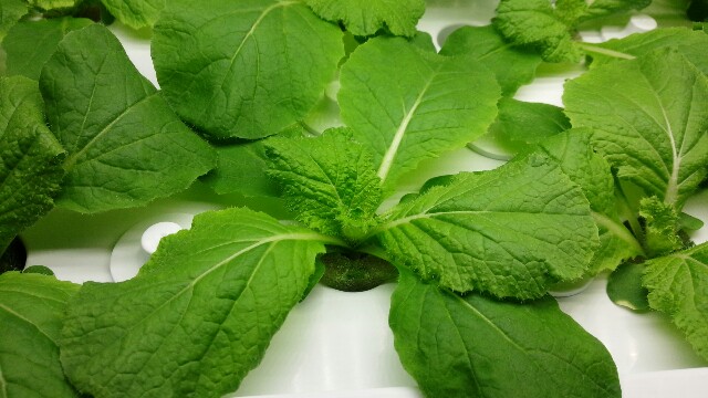 f:id:mmyyu:20180921130436j:plain f:id:mmyyu:20180921130436j:plain