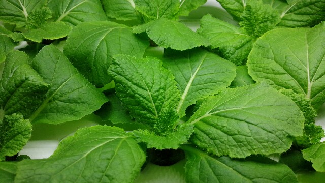 f:id:mmyyu:20180922211039j:plain f:id:mmyyu:20180922211039j:plain