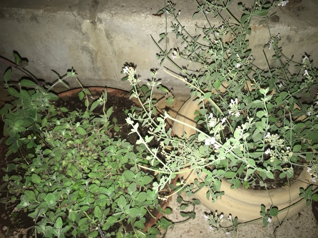 f:id:mnakaji0526:20181006143432j:plain