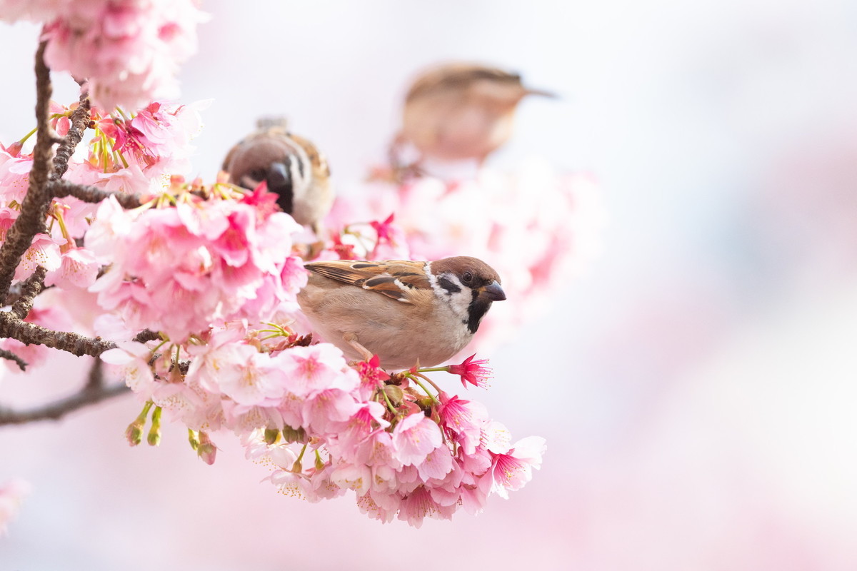 熱海桜とスズメ Fotosammlung