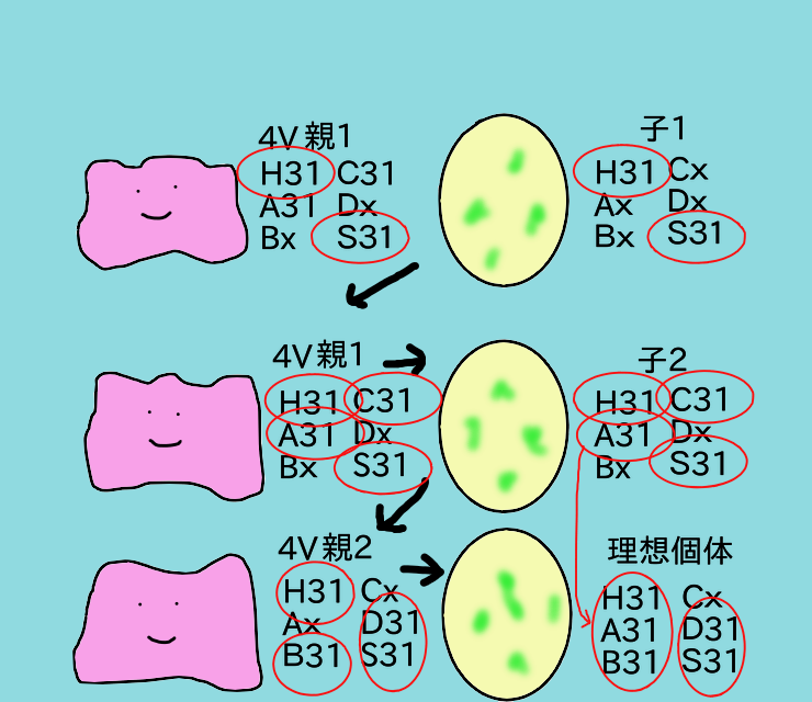 ポケモン剣盾 コラム記事 個体値下げ育成と育成環境の紹介 受けルガチアンチ