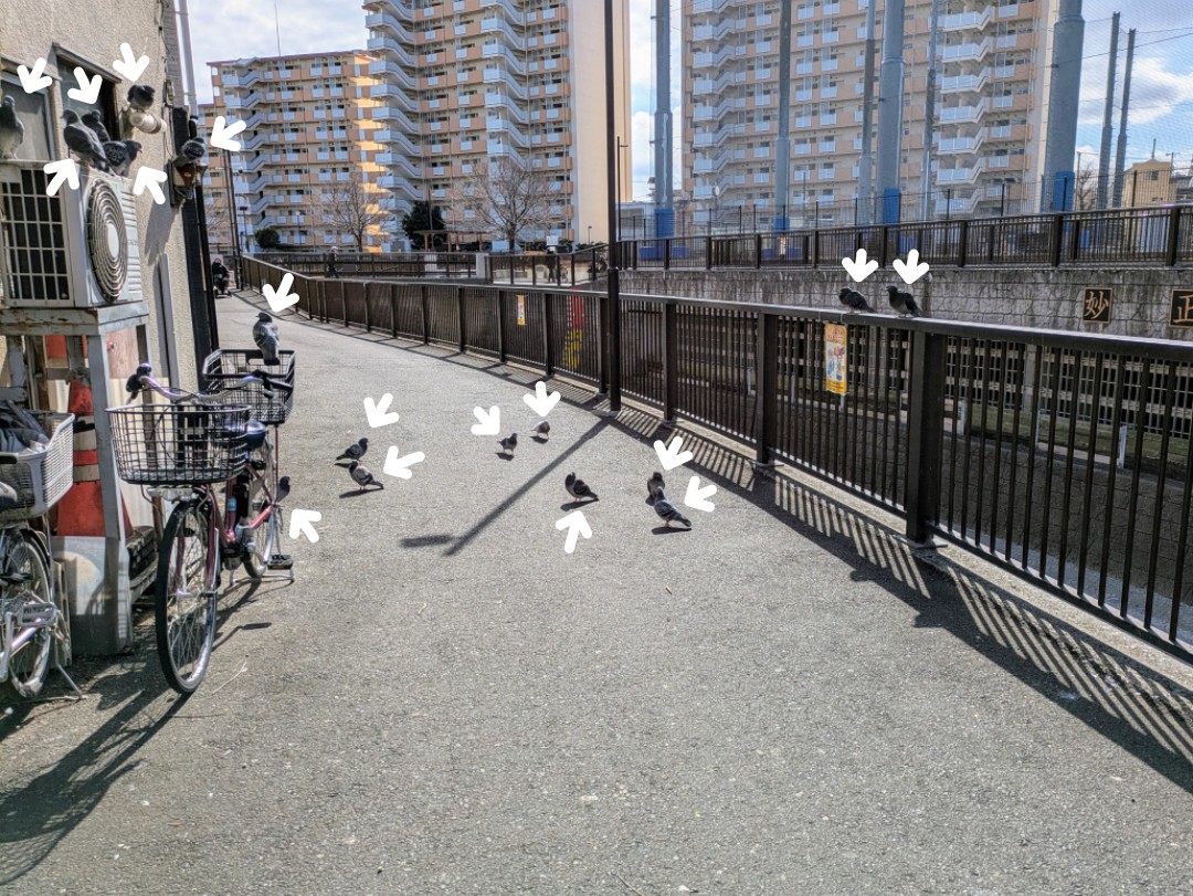 妙正寺川沿いの道を占拠する17羽の鳩