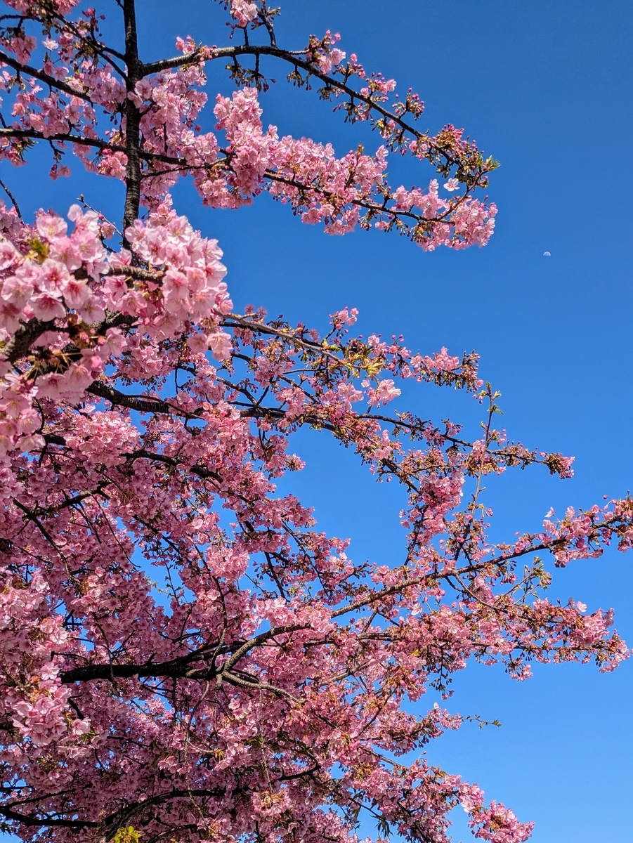 青空と河津桜と上弦の月