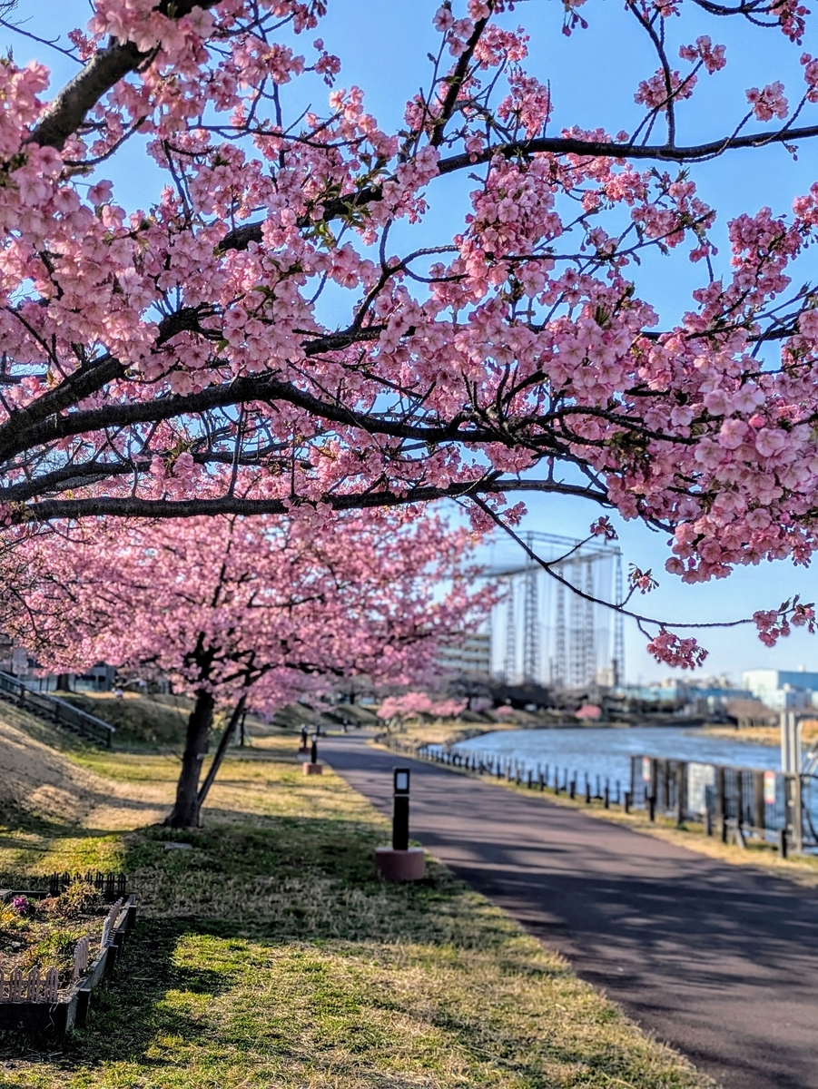 満開の河津桜と旧中川河川敷
