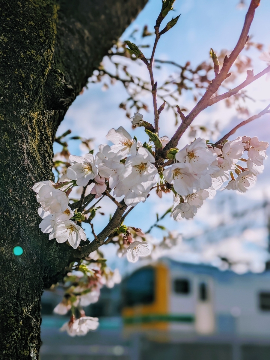 桜の花