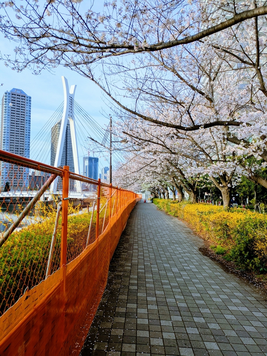 隅田川右岸の桜並木と中央大橋