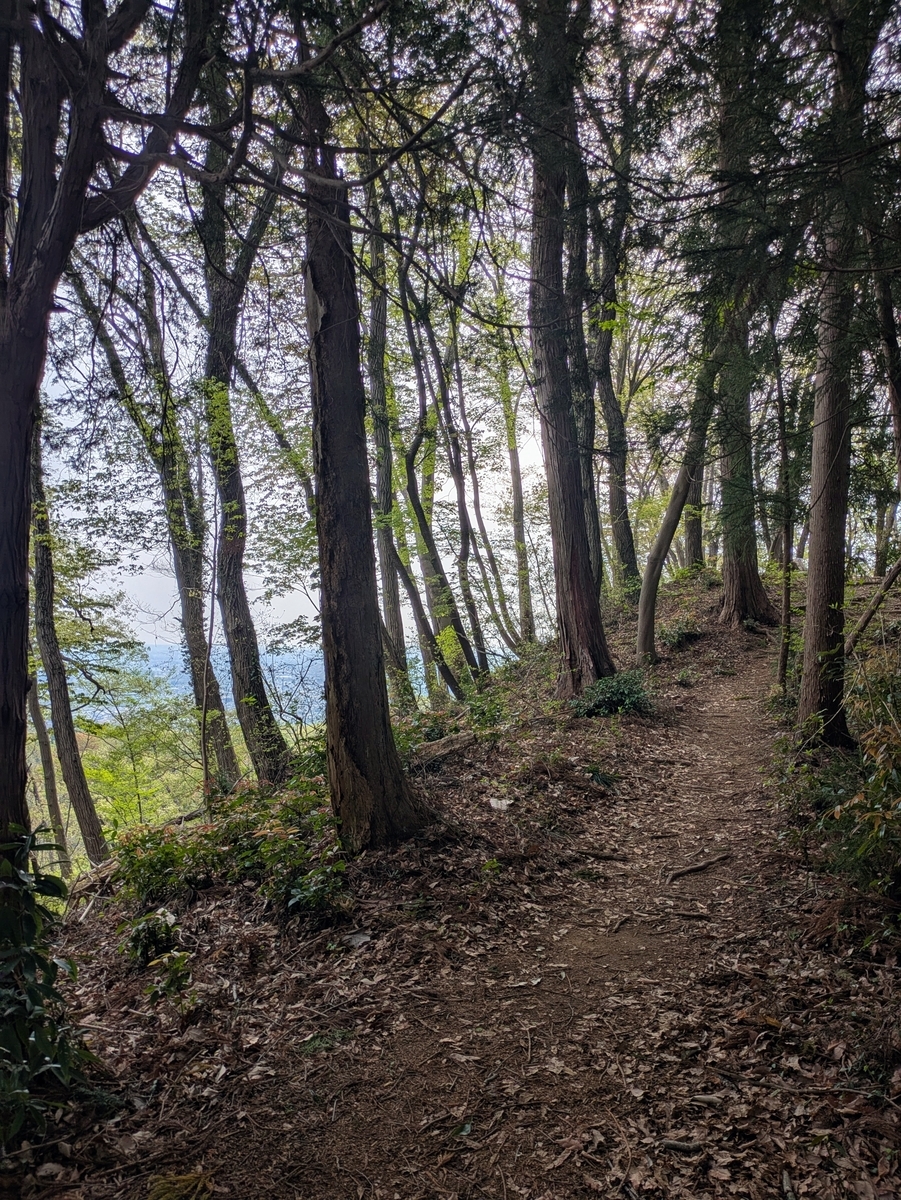 登山道と木々の隙間から見える曇り空