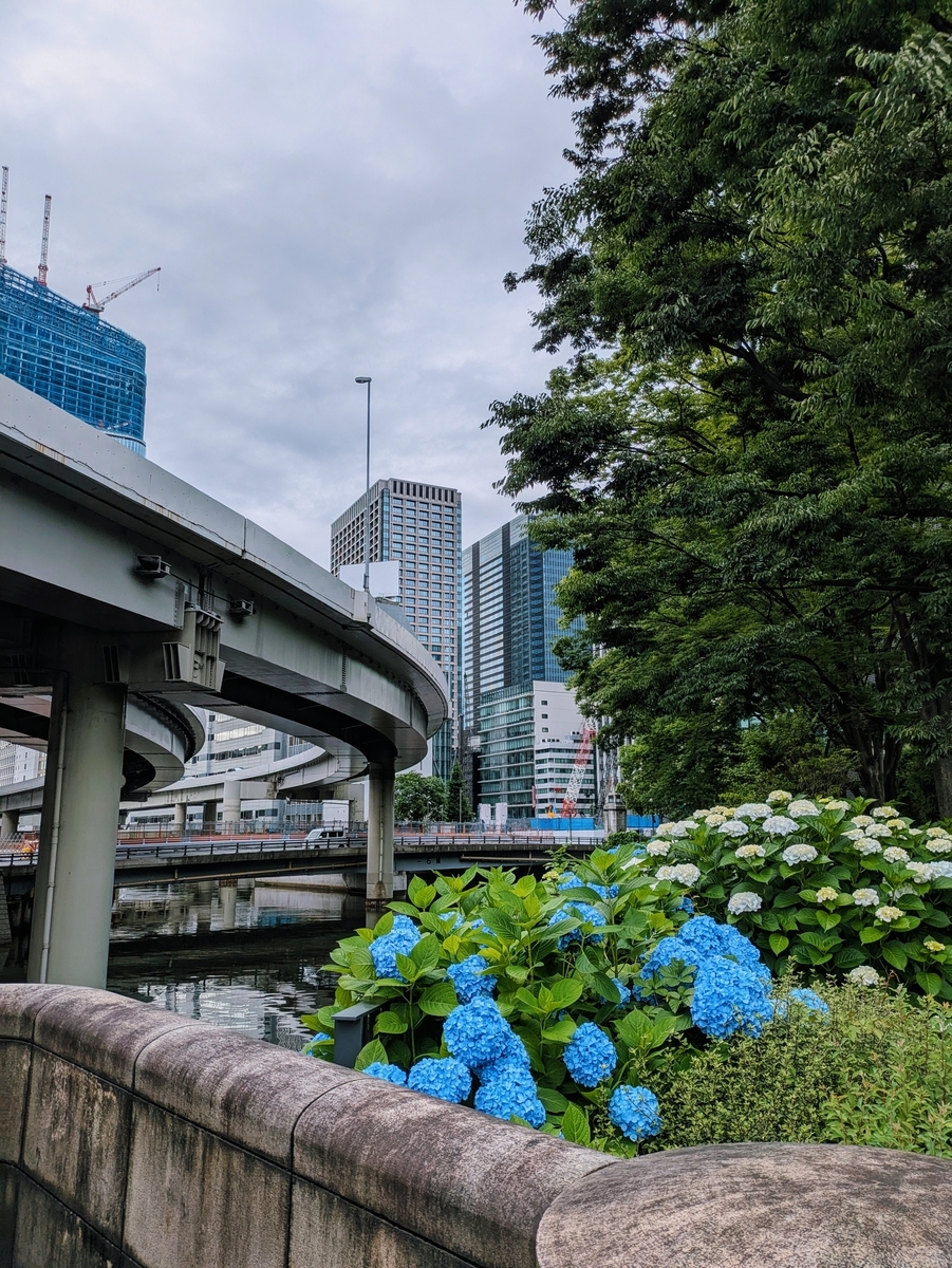 常盤橋の脇で咲く青と淡い水色の紫陽花とカーブしながら流れていく日本橋川と首都高