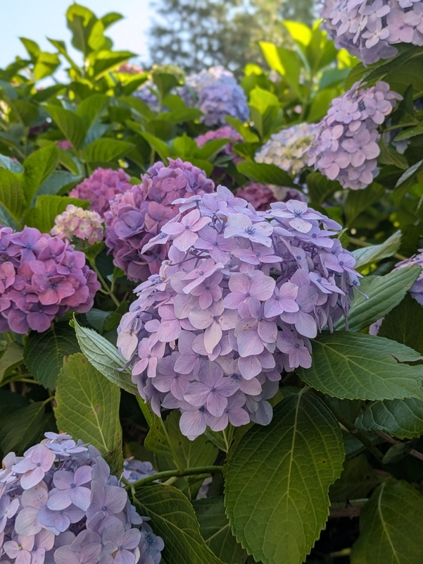 青紫～赤紫色の紫陽花たち