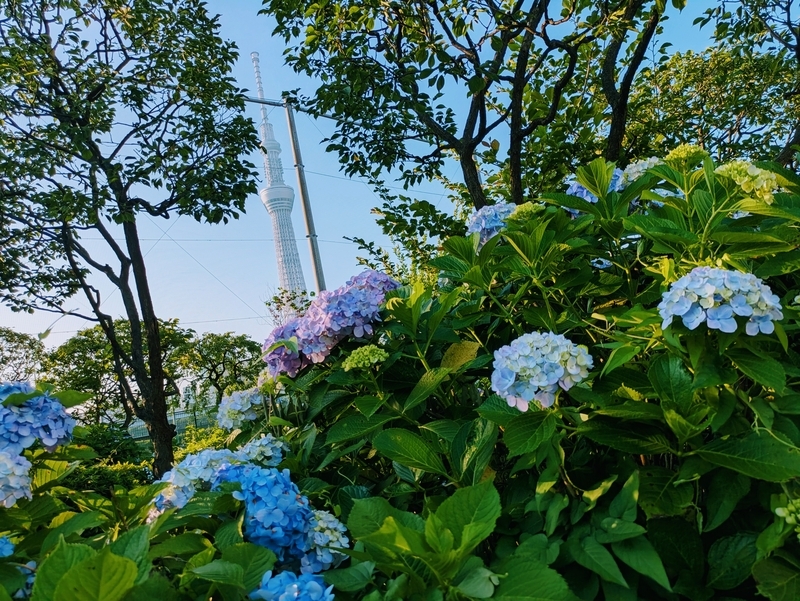 淡い紫色～青の紫陽花とスカイツリー