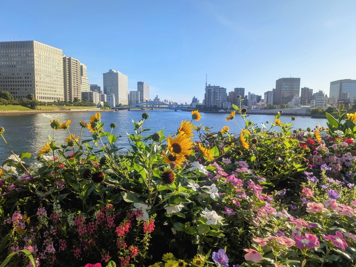 パリ広場の花壇越しに見る隅田川上流側