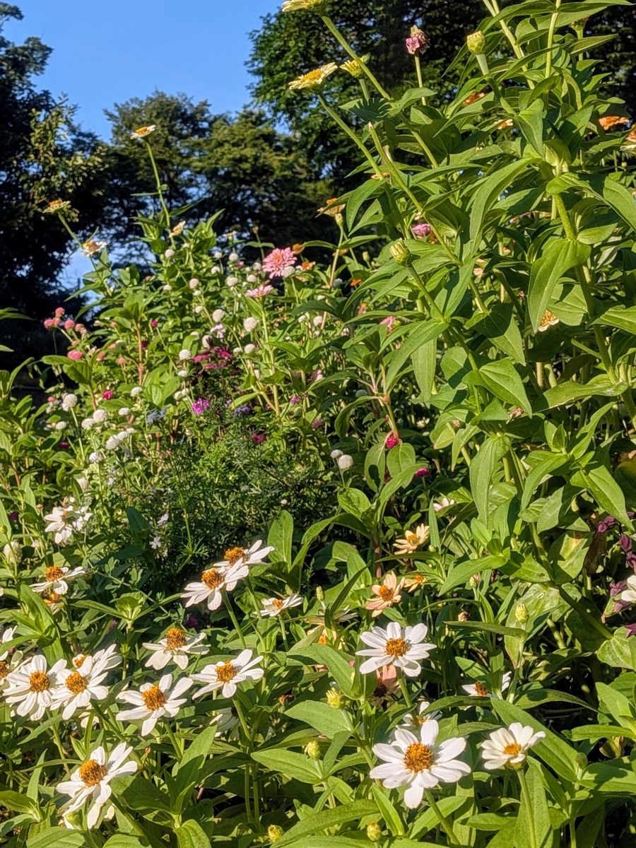 鮫洲運動公園の花壇(夏)