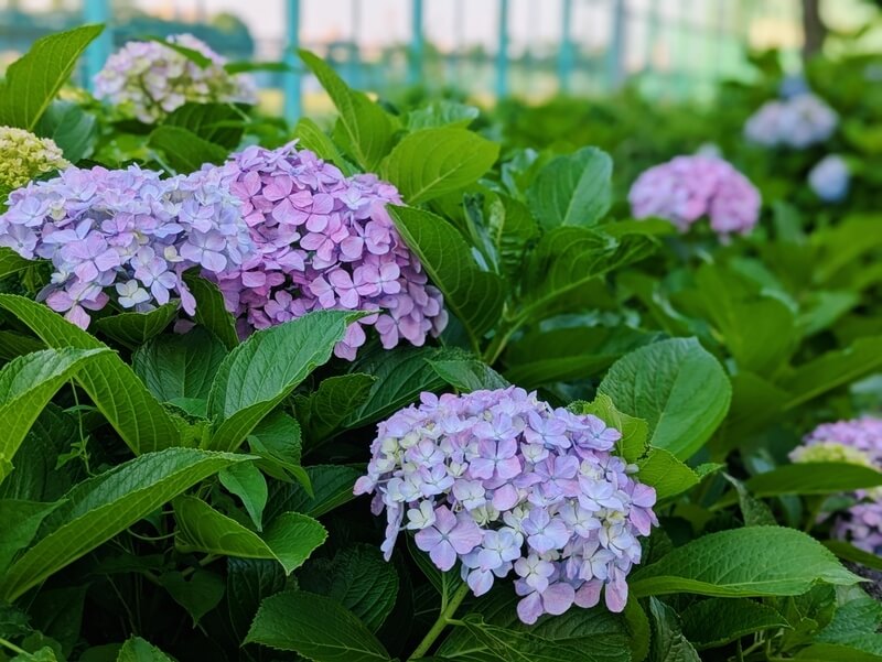 紫陽花が満開！隅田公園あじさいロード散歩レポ📸：TOKYO