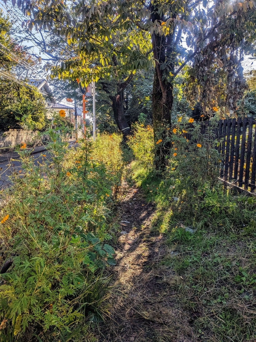花咲く玉川上水緑道