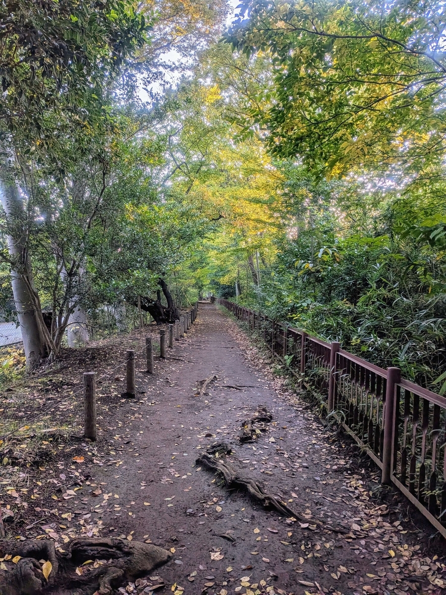 玉川上水緑道 一橋大学付近