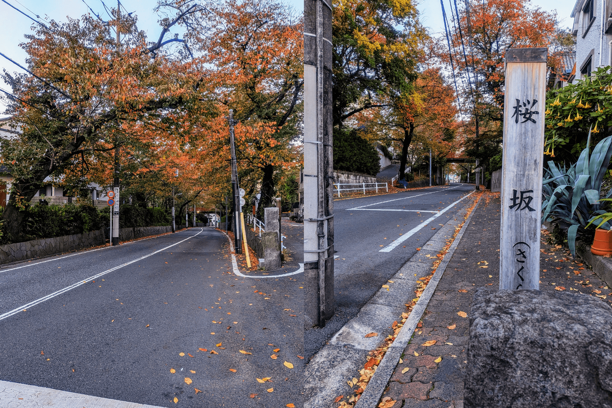 坂上から見た桜坂と坂下から見た桜坂