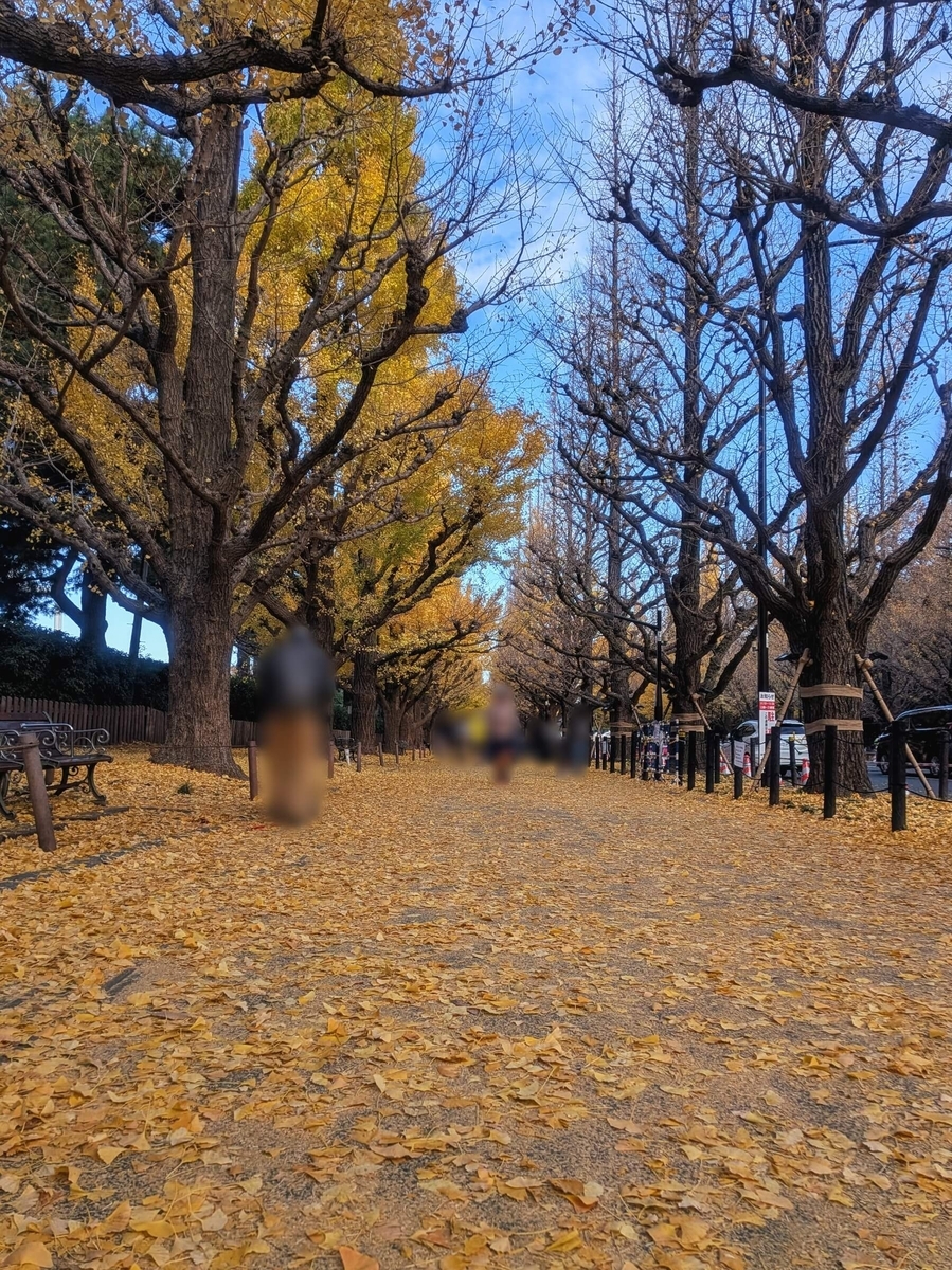 見頃を過ぎた神宮外苑のいちょう並木