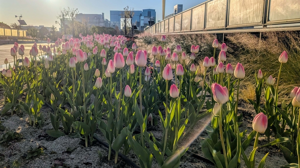 ウエストパークブリッジの花壇のピンクのチューリップ
