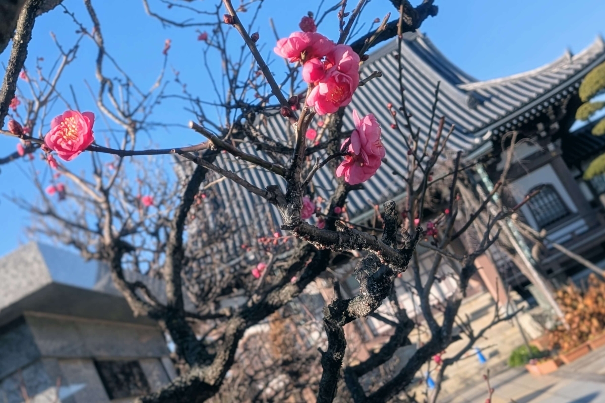 西念寺本堂と梅の花