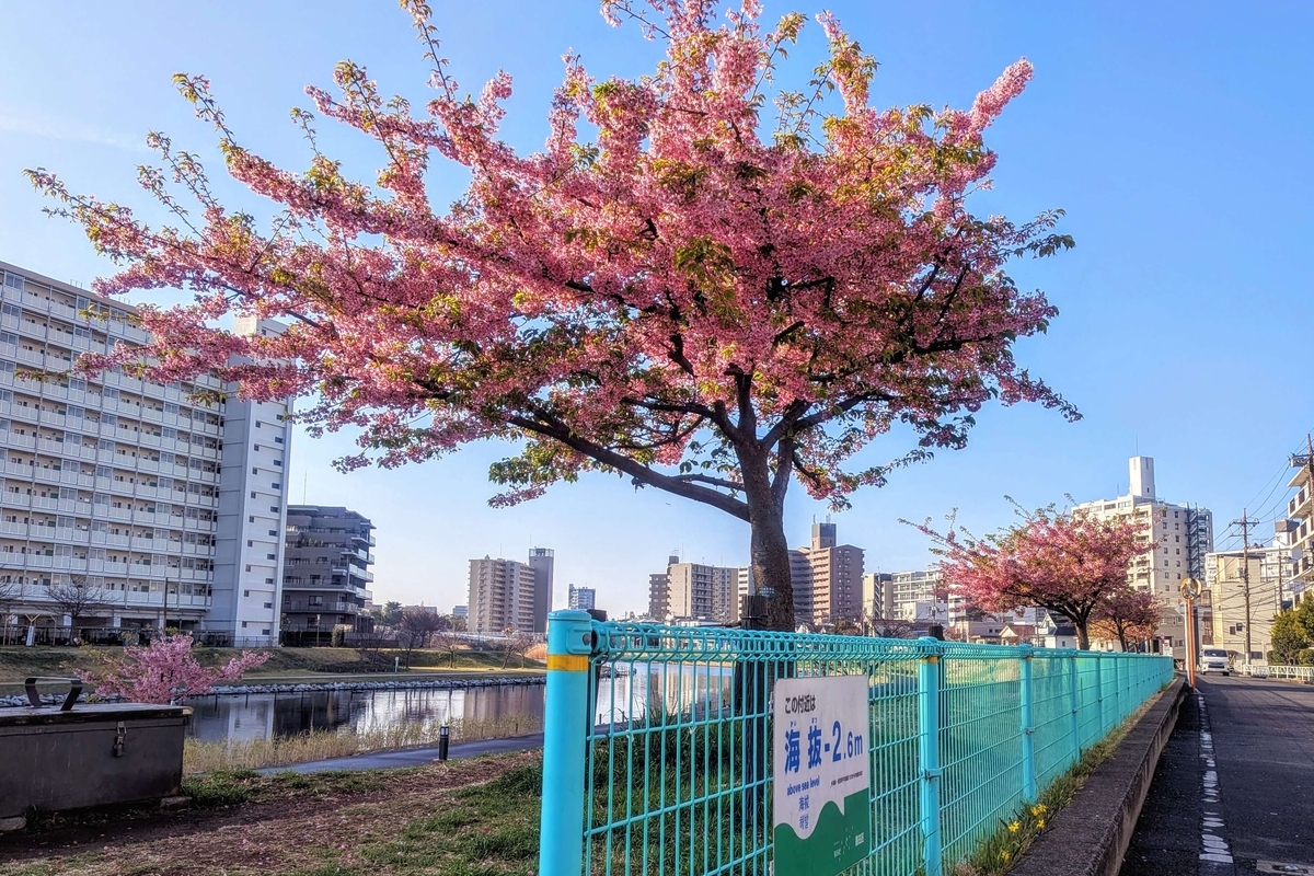 旧中川土手(墨田区)と河津桜