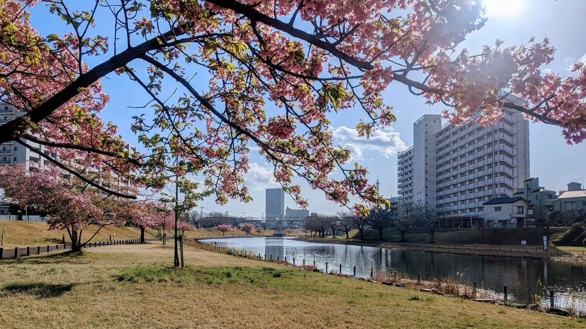 ピンクの河津桜が並ぶ旧中川河川敷