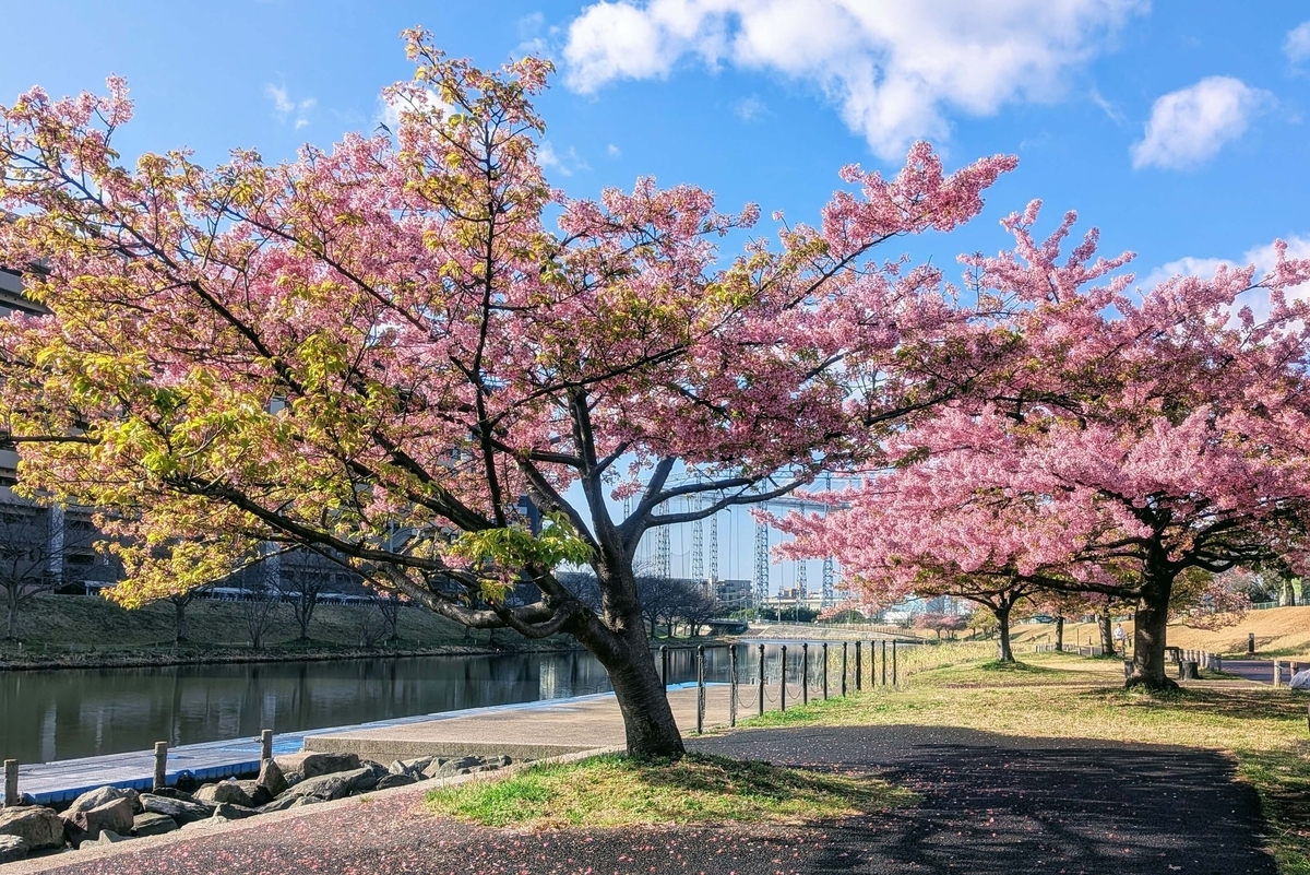 旧中水辺公園 川辺で咲く河津桜