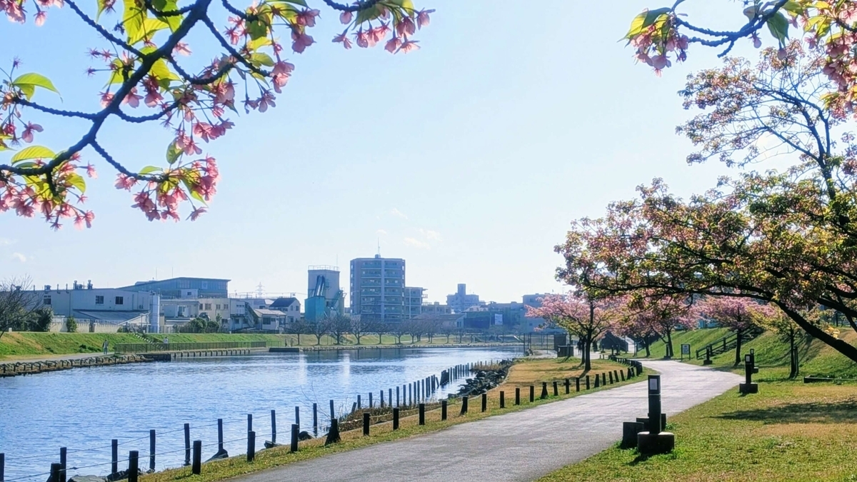 旧中川河川敷で咲く河津桜