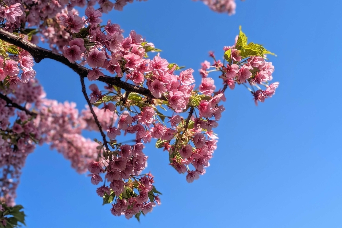 河津桜のアップと青空