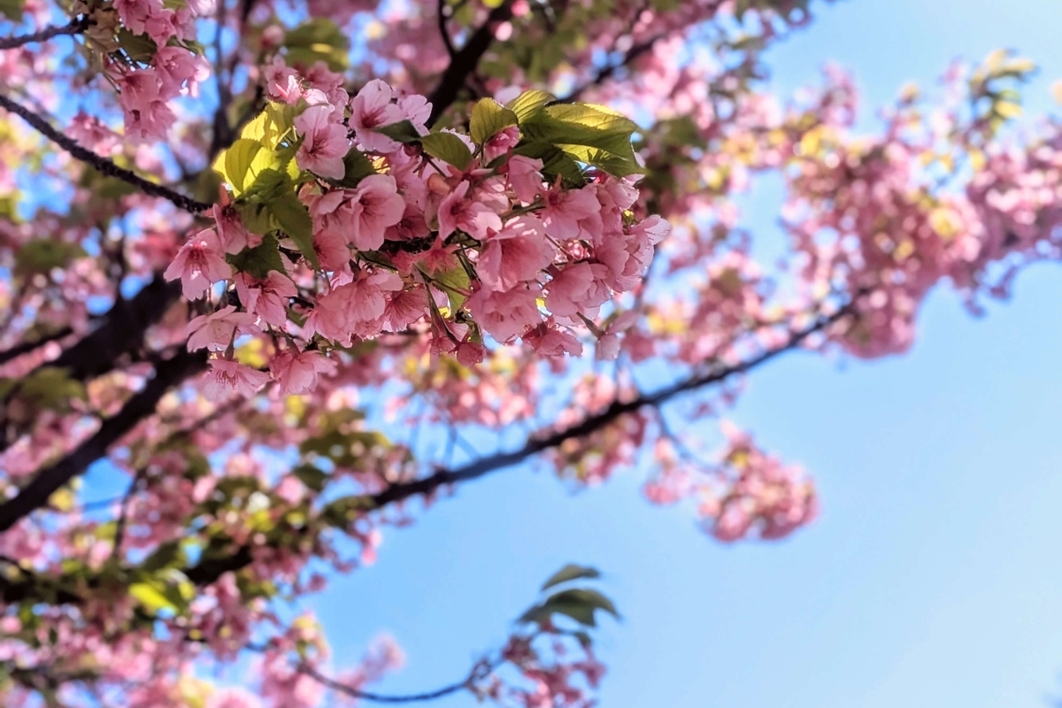 葉混じりの河津桜の花のアップ