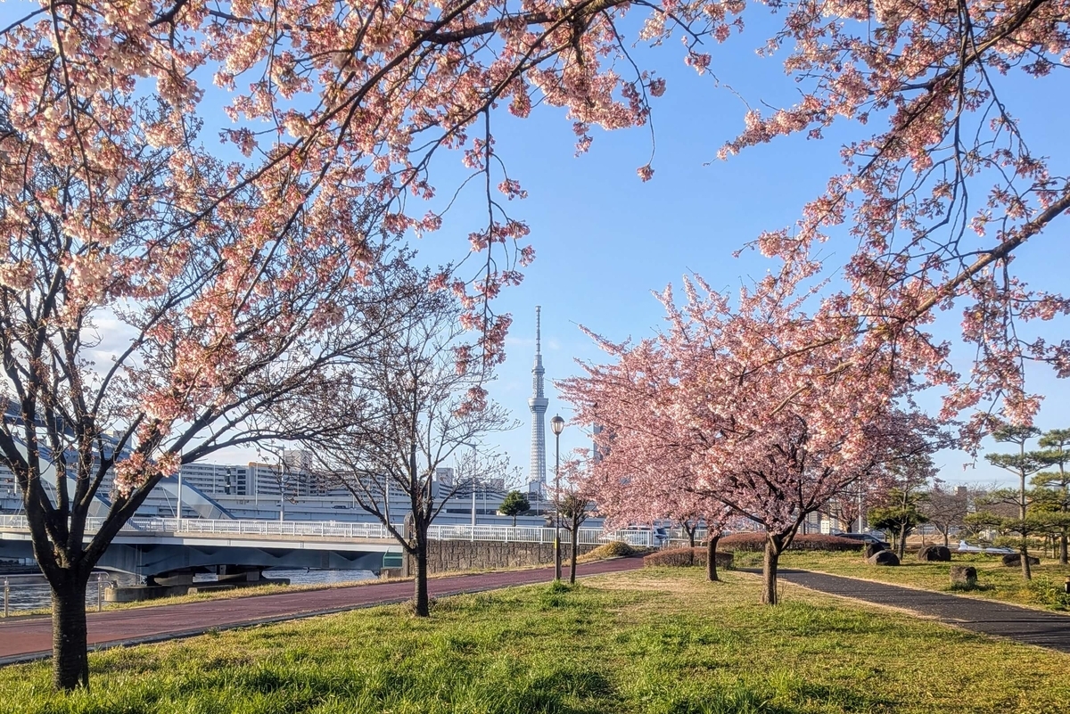早咲き桜と水神大橋越しのスカイツリー