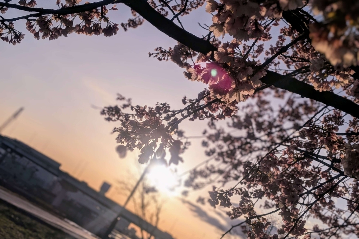 朝焼けと汐入公園の早咲き桜
