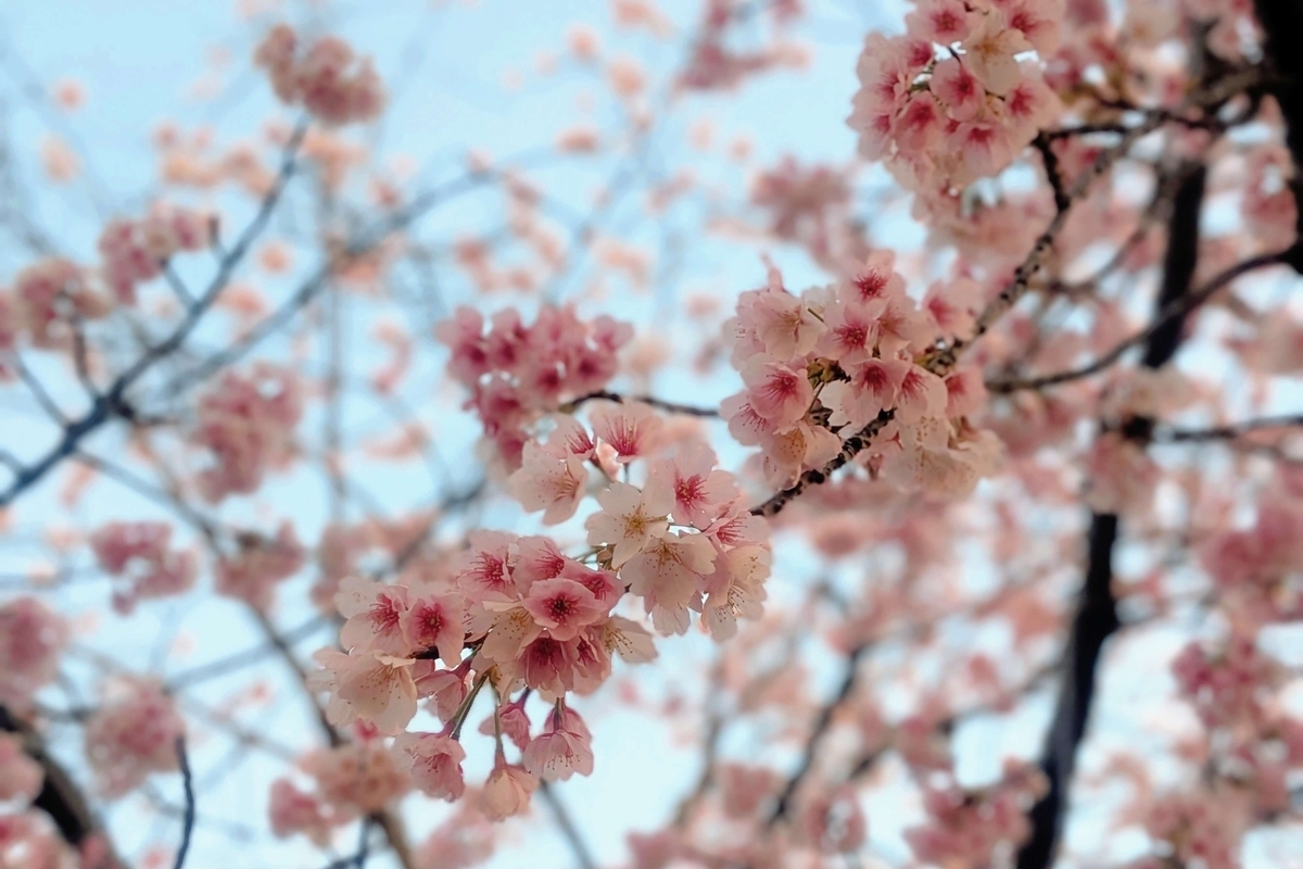 汐入公園の早咲き桜のアップ