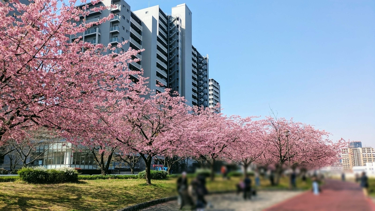 昨年日中に撮影した汐入公園北側の早咲き桜並木