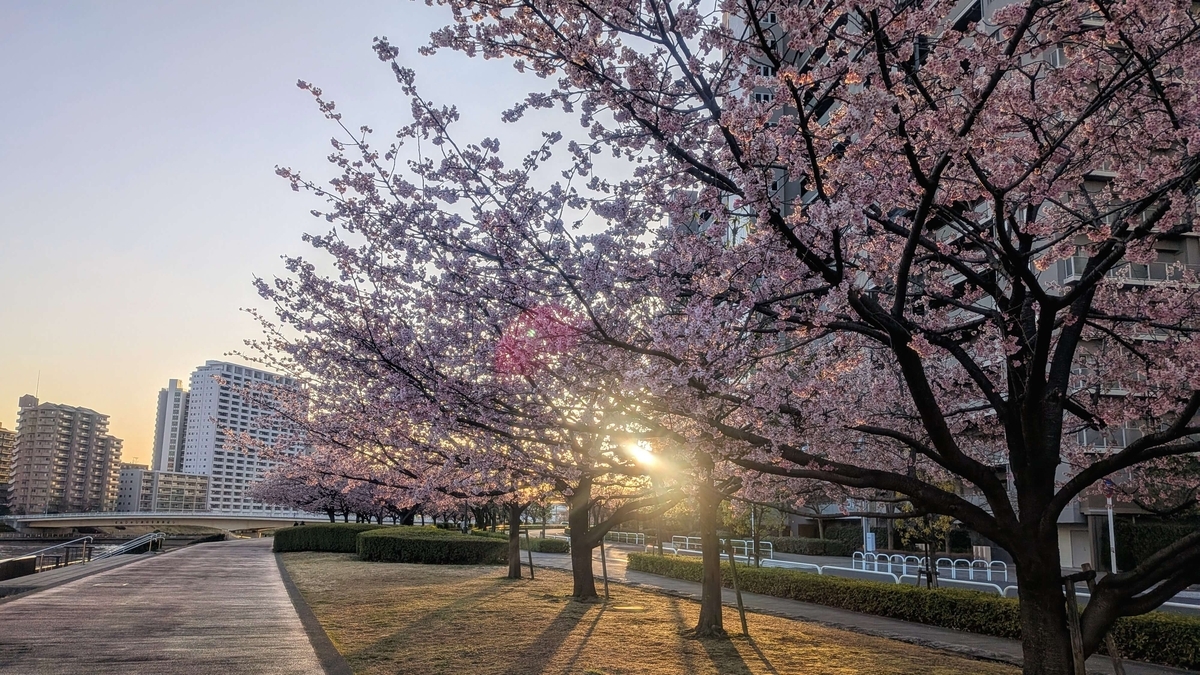 汐入公園北の早咲き桜並木