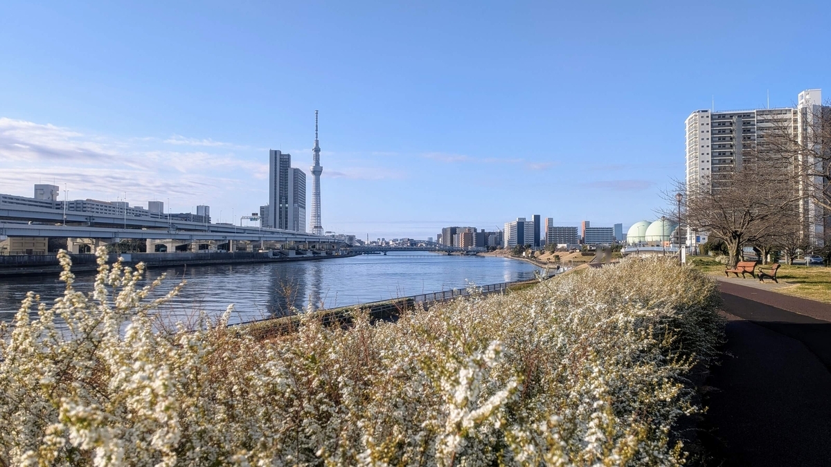 汐入公園のユキヤナギと隅田川下流側の眺め
