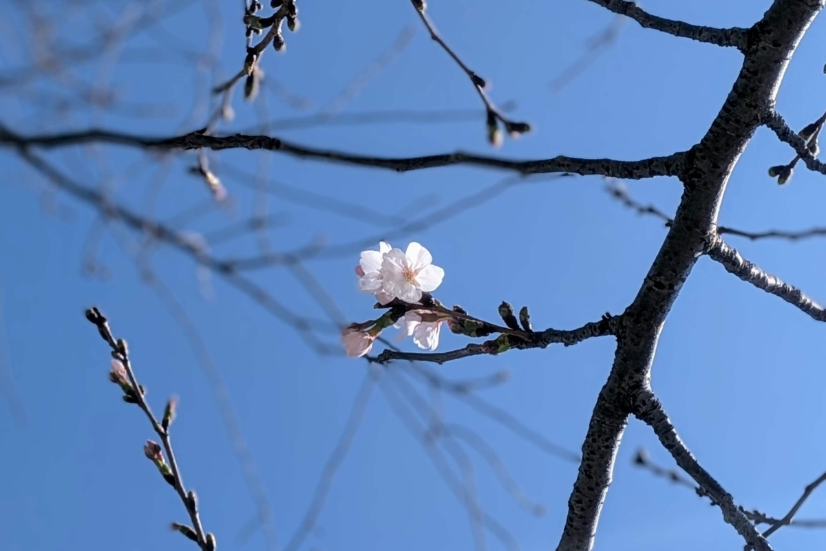 ちょこっと花の咲いた桜の枝