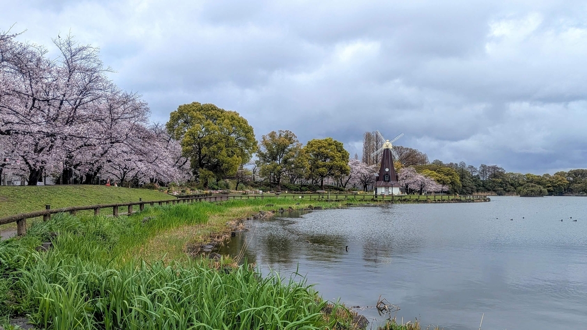 桜の浮間公園 浮間ケ池越しの風車